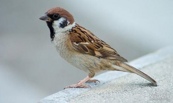  عکس گنجشک غمگین