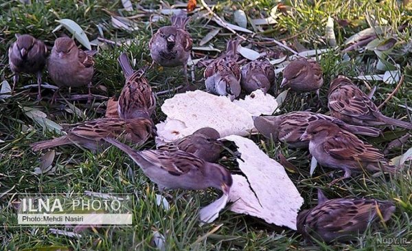  عکس گنجشک غمگین