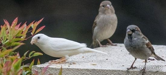  عکس گنجشک غمگین