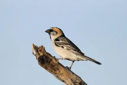  عکس گنجشک نر و ماده