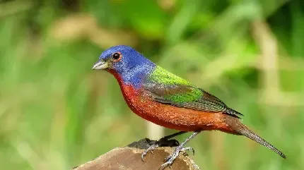  عکس گنجشک واقعی