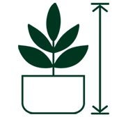 عکس گل عشق طبیعی