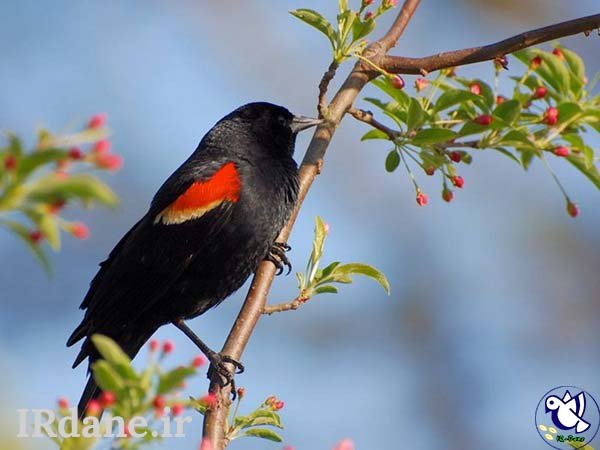  عکس پرنده زیبا