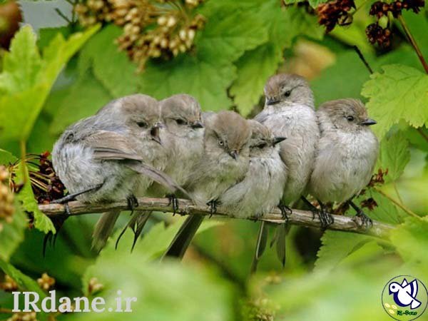  عکس پرنده زیبا