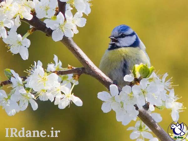  عکس پرنده زیبا