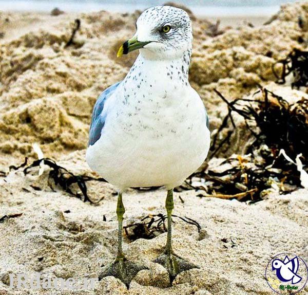  عکس پرنده زیبا