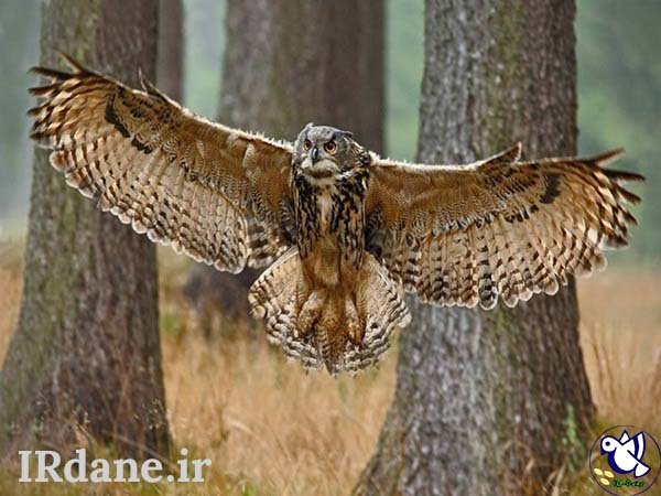  عکس پرنده زیبا