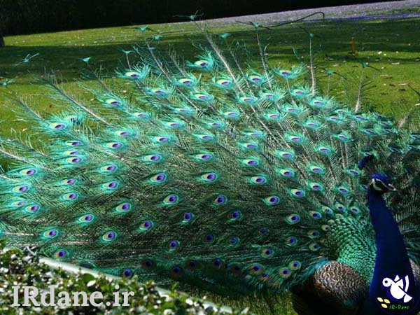  عکس پرنده زیبا