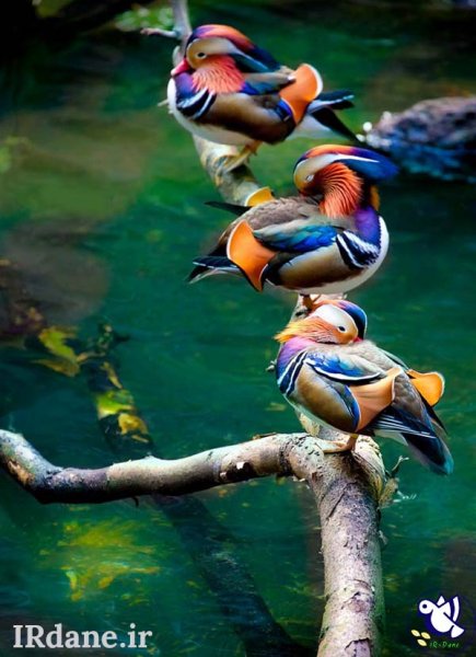  عکس پرنده زیبا