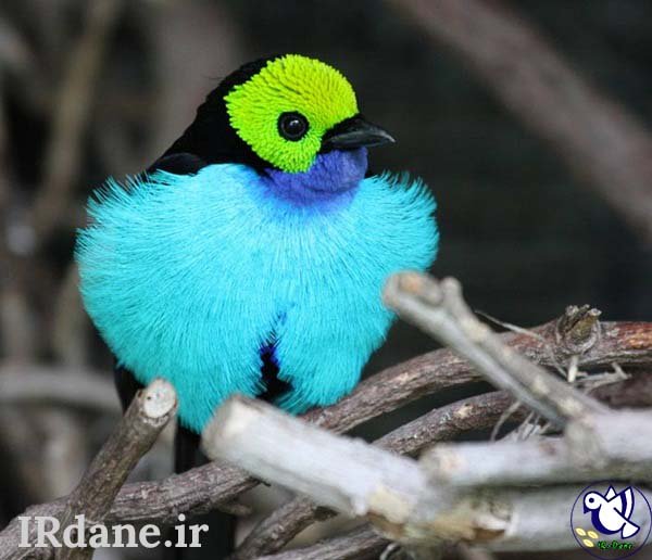  عکس پرنده زیبا