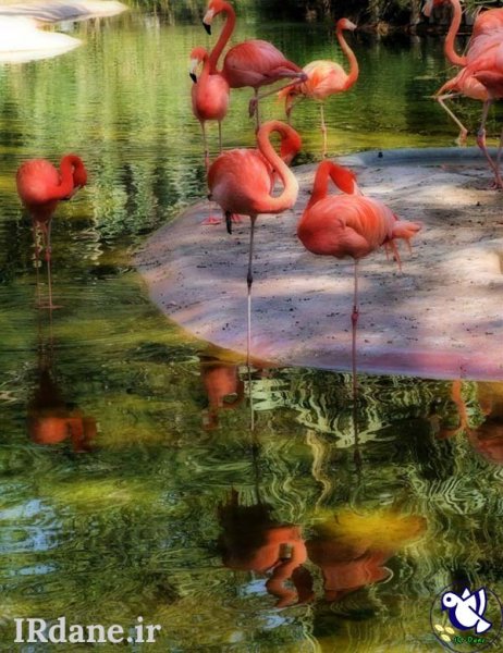  عکس پرنده زیبا