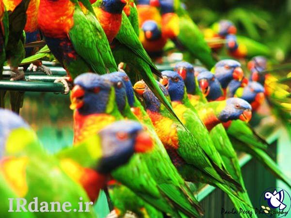  عکس پرنده زیبا