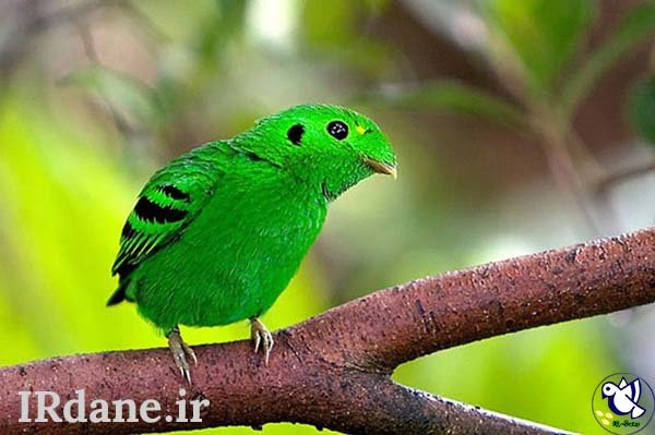  عکس پرنده زیبا