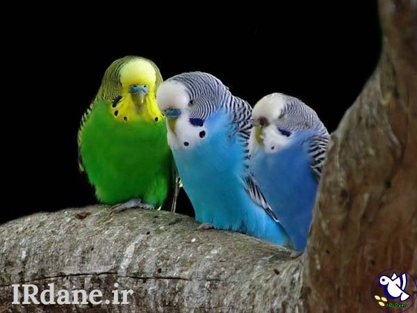  عکس پرنده زیبا