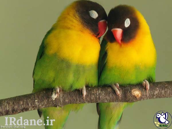  عکس پرنده زیبا