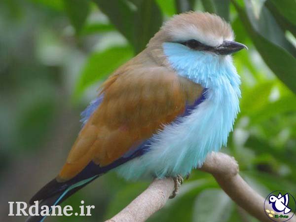  عکس پرنده زیبا