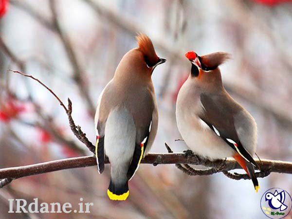  عکس پرنده زیبا