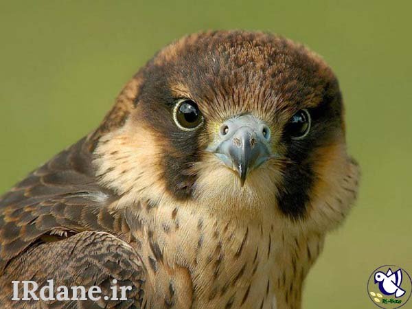  عکس پرنده زیبا