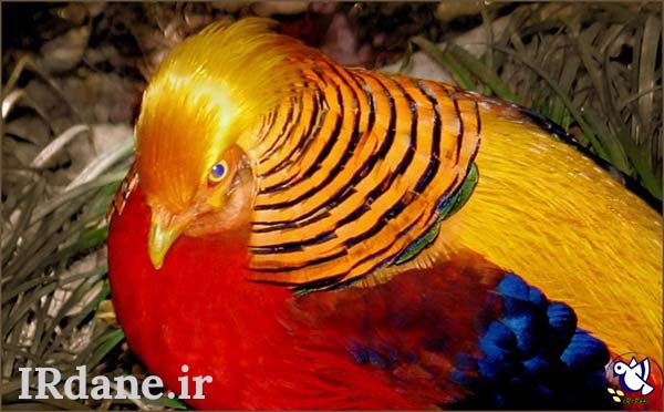  عکس پرنده زیبا