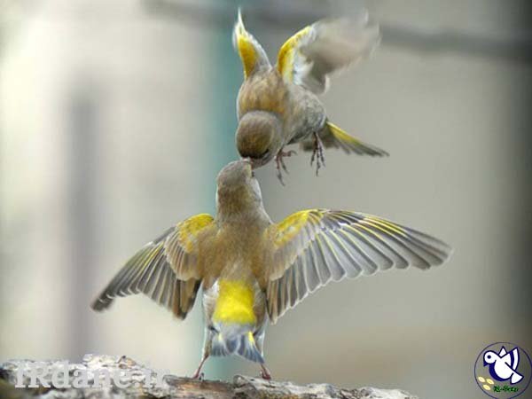  عکس پرنده زیبا