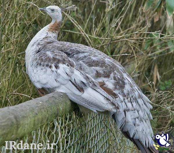  عکس پرنده زیبا