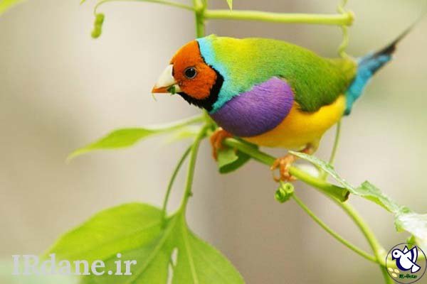  عکس پرنده زیبا