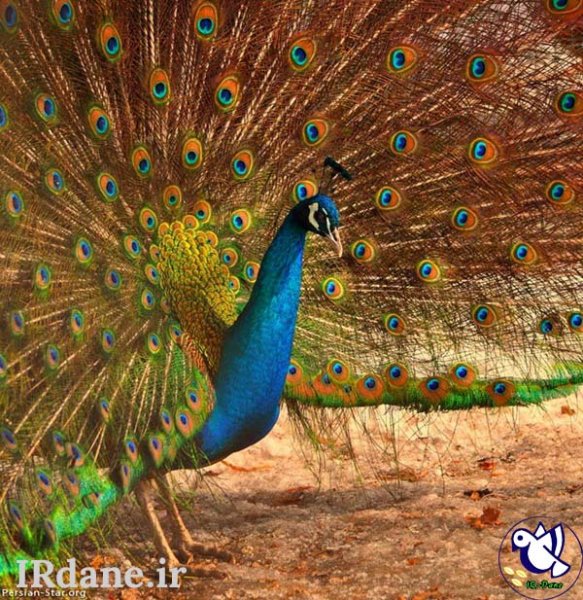  عکس پرنده زیبا