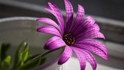  عکس پس زمینه لپ تاپ با کیفیت بالا