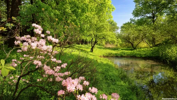  عکس با کیفیت بالا برای تصویر زمینه