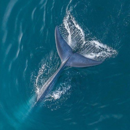  عکس تاریک از دریا