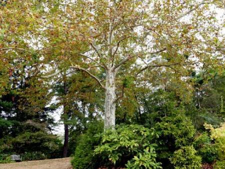 عکس درخت چنار