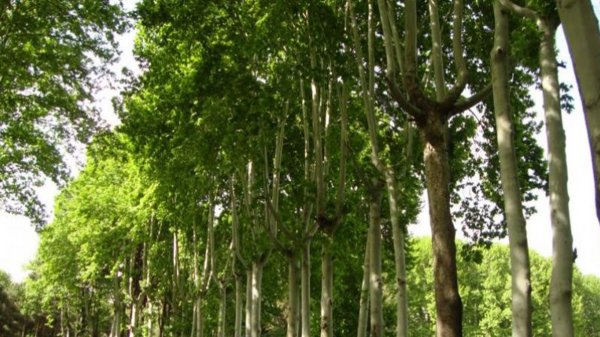  عکس درخت چنار