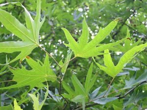  عکس درخت چنار