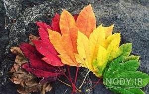 عکس برگ درخت چنار