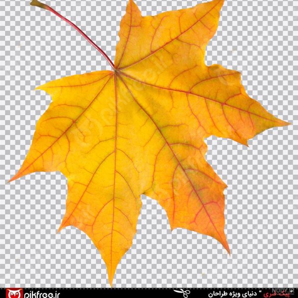  عکس برگ درخت چنار
