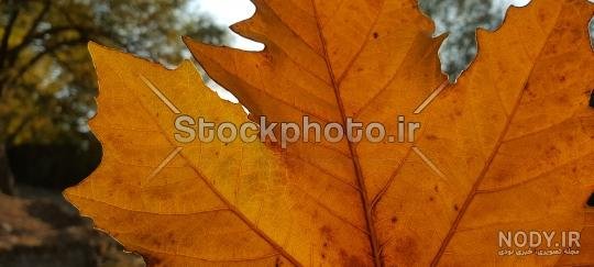  عکس برگ درخت چنار