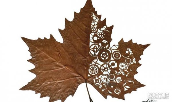  عکس برگ درخت چنار