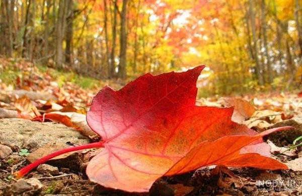  عکس برگ درخت چنار