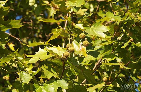  عکس برگ درخت چنار