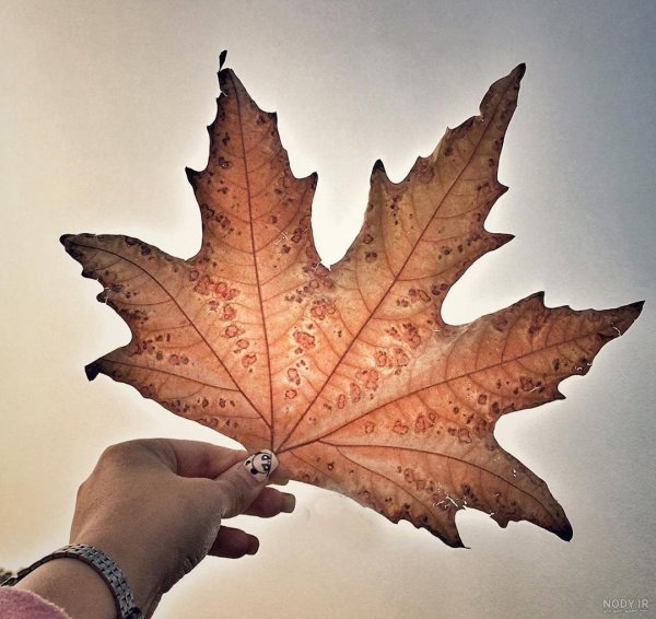  عکس برگ درخت چنار