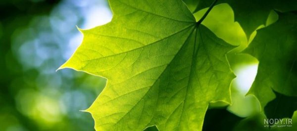  عکس برگ درخت چنار