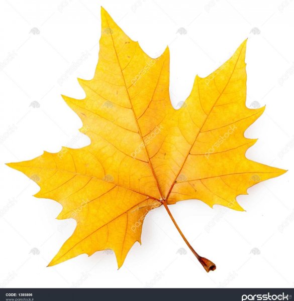  عکس برگ درخت چنار