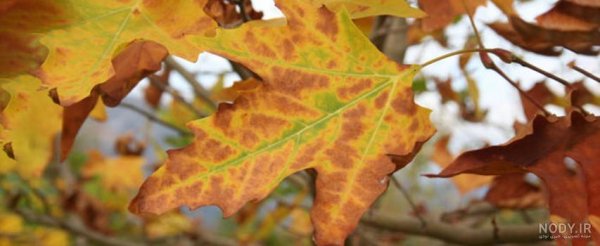  عکس برگ درخت چنار