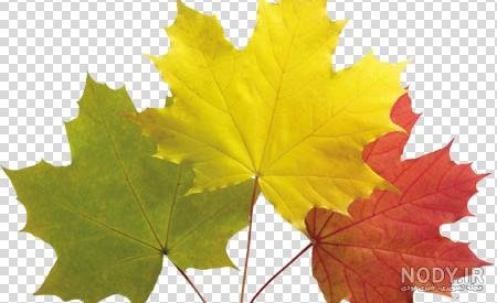 عکس برگ درخت چنار