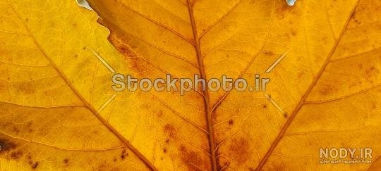  عکس برگ درخت چنار