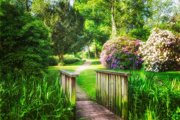 عکس درخت چنار در بهار