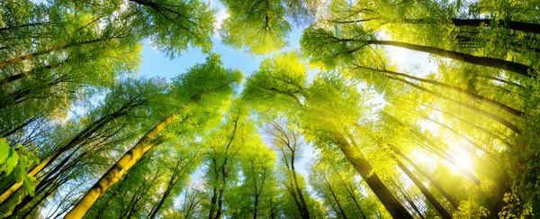  عکس درخت چنار در بهار