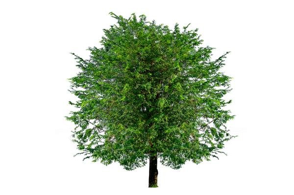  عکس درخت چنار در بهار