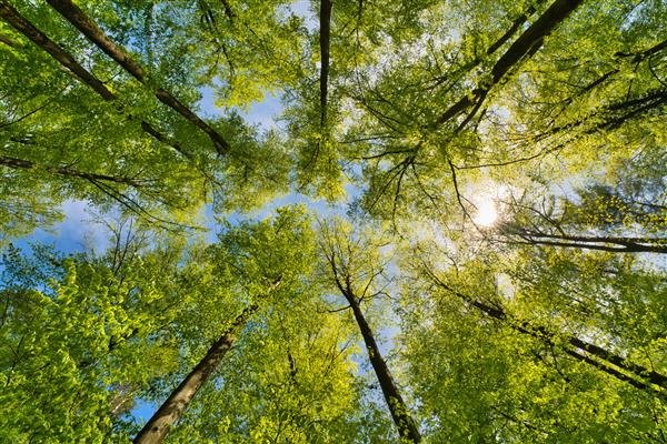  عکس درخت چنار در بهار