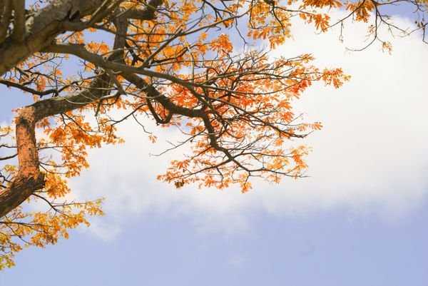 عکس درخت چنار در پاییز